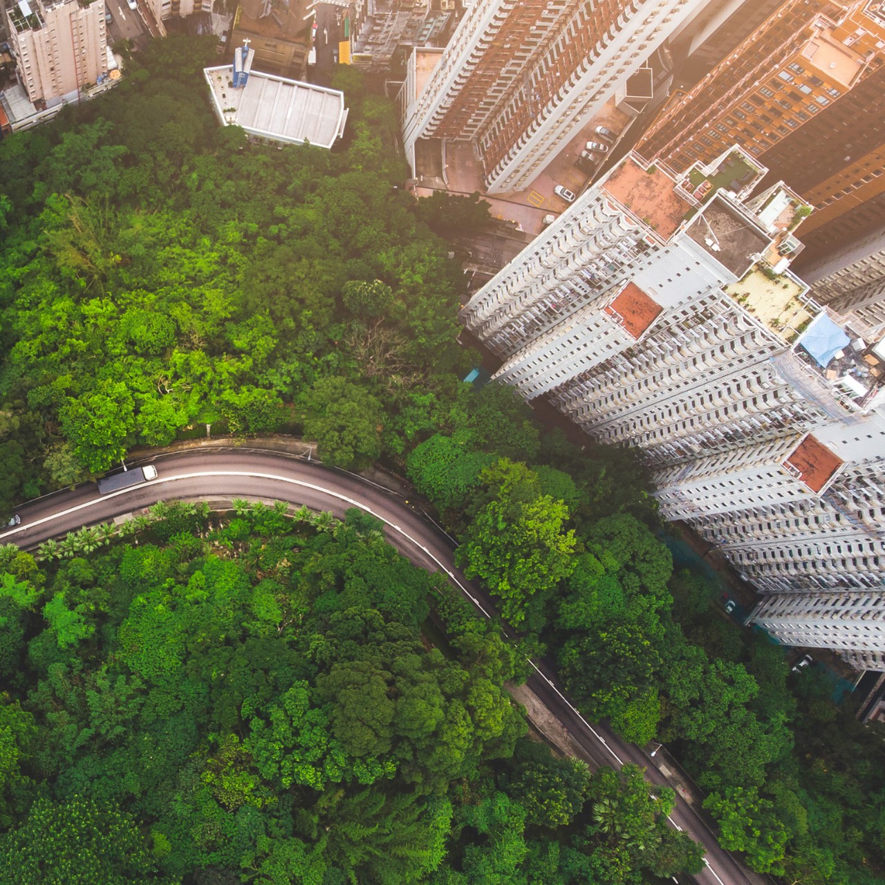 a small flock of birds